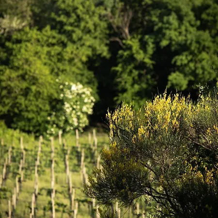 La Ginestra